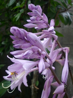 カンザシギボウシ（簪擬宝珠）の図鑑【018】: お庭でギボウシ（ホスタ